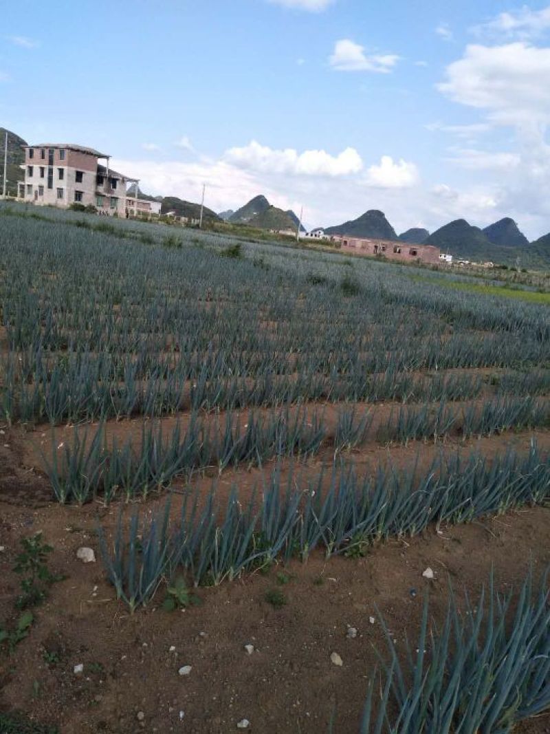 铁杆大葱