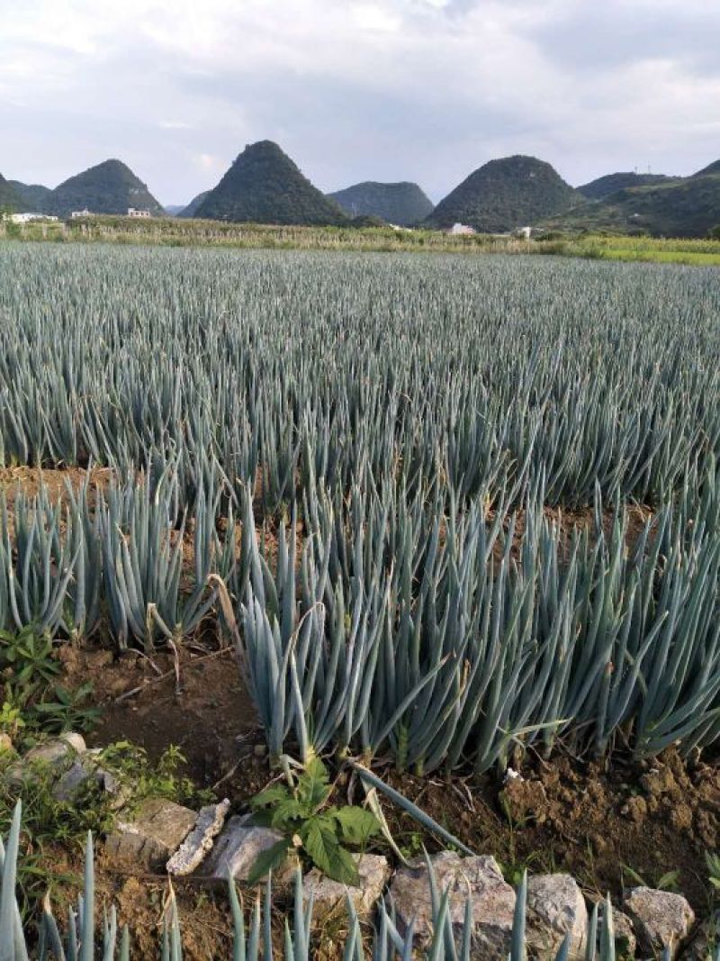 铁杆大葱
