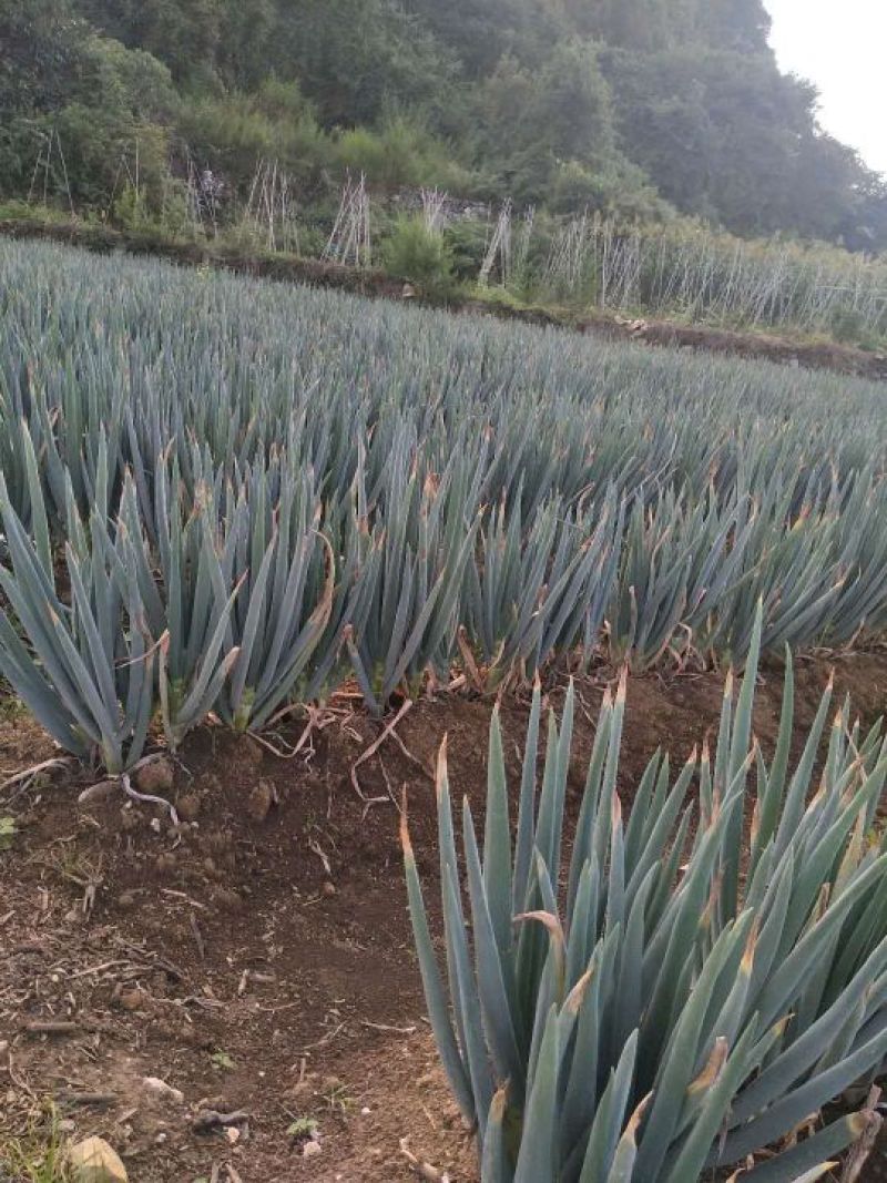 铁杆大葱