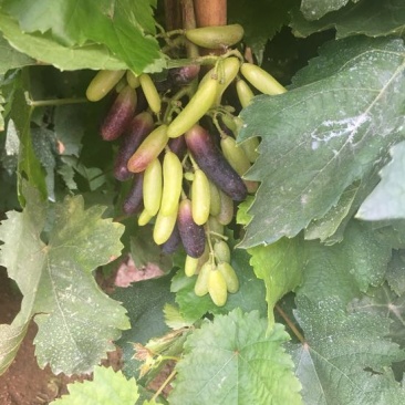 甜蜜蓝宝石葡萄苗30cm以下2年
