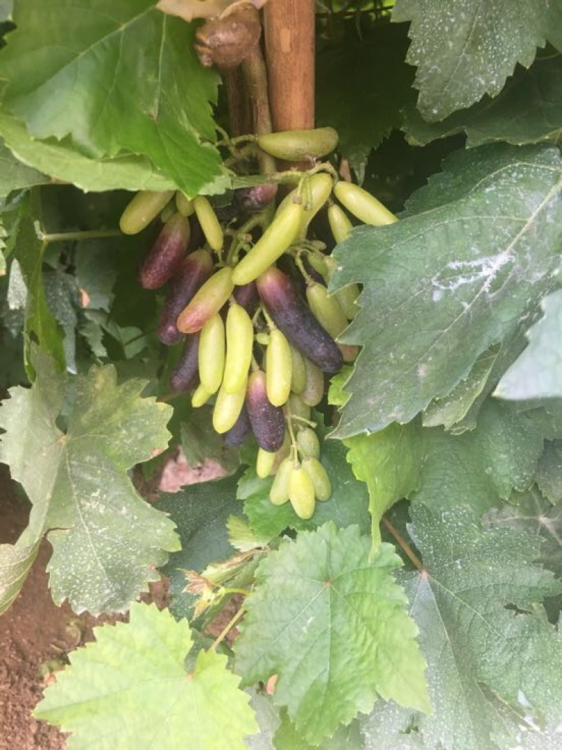 甜蜜蓝宝石葡萄苗30cm以下2年