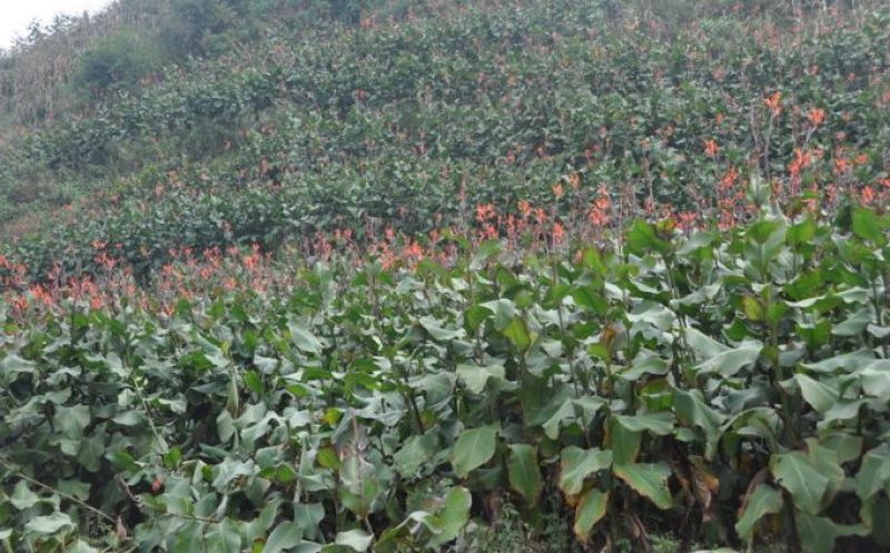 芭蕉芋粉云南纯手工芭蕉芋凉粉原料云县信合农业发展有限