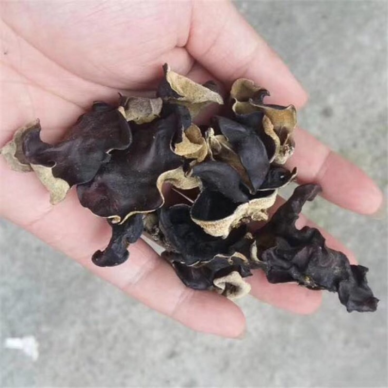 地摊热卖毛木耳纯干货基地直供火锅串串食堂专供