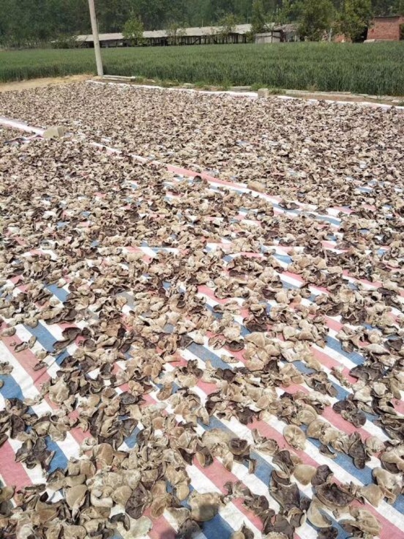 地摊热卖毛木耳纯干货基地直供火锅串串食堂专供