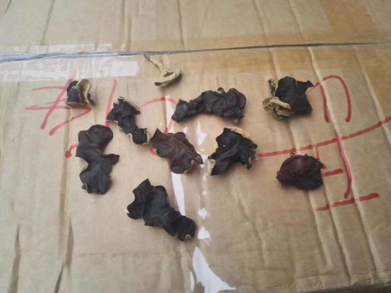 地摊热卖毛木耳纯干货基地直供火锅串串食堂专供