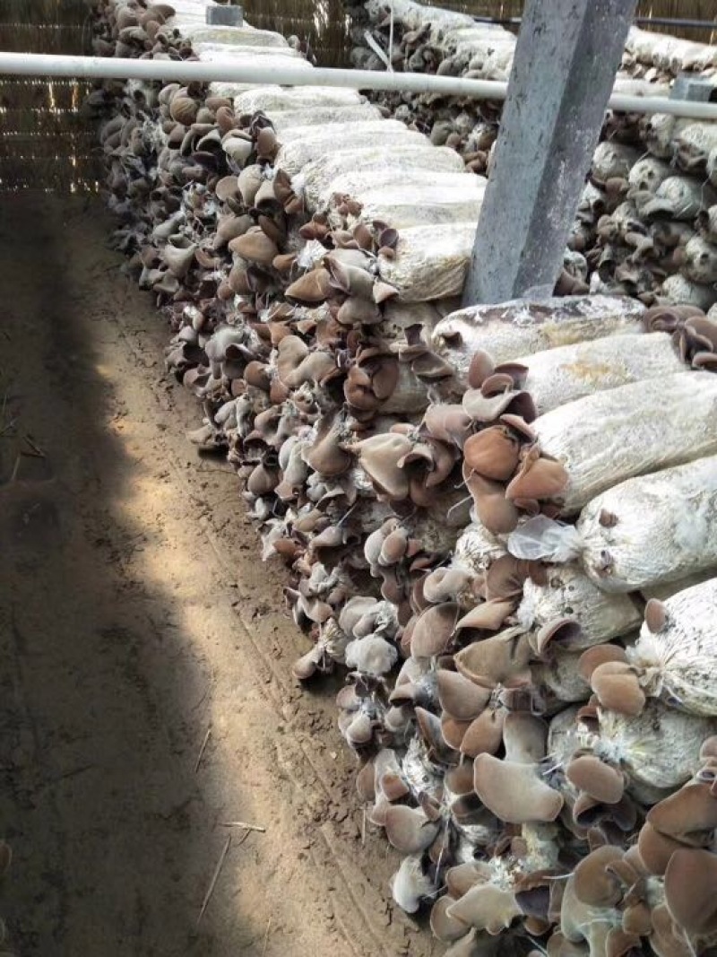 地摊热卖毛木耳纯干货基地直供火锅串串食堂专供