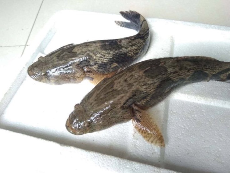 梭子蟹食用鲜货