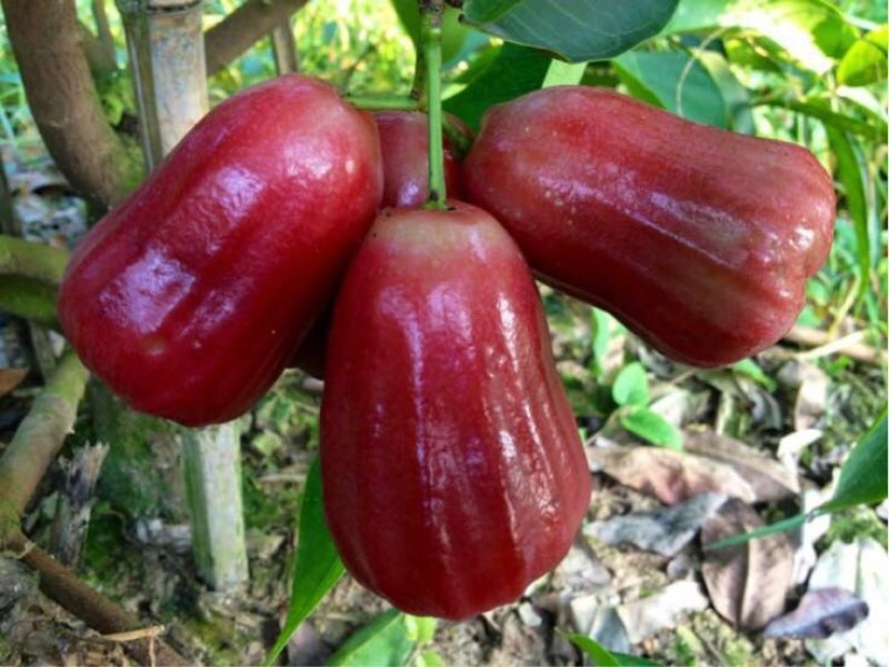莲雾种苗黑糖芭比莲雾