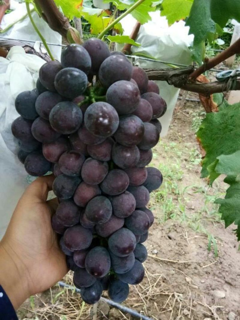 户太八号葡萄