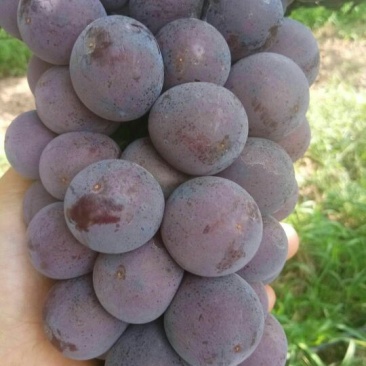 户太八号葡萄
