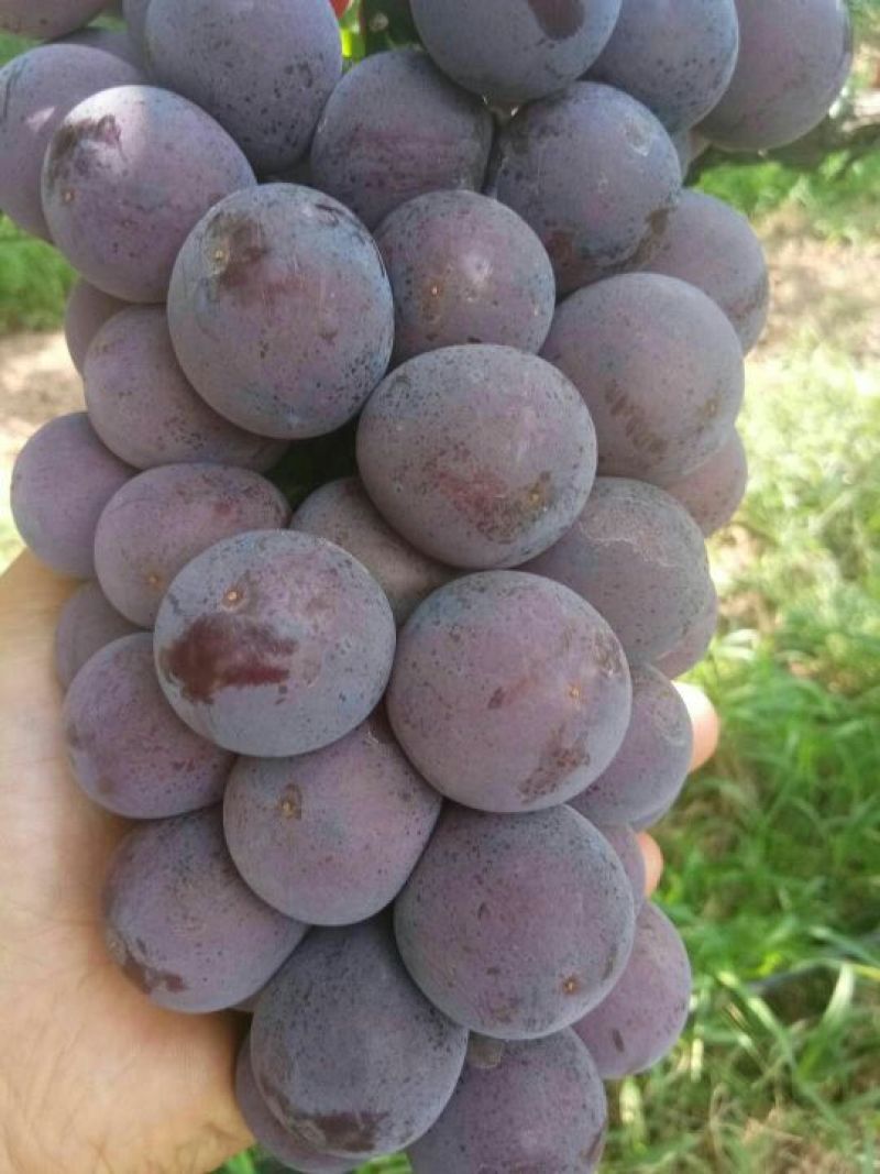 户太八号葡萄