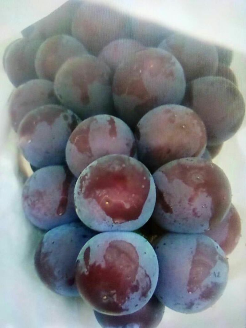 户太八号葡萄