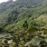 红心猕猴桃高山优质果