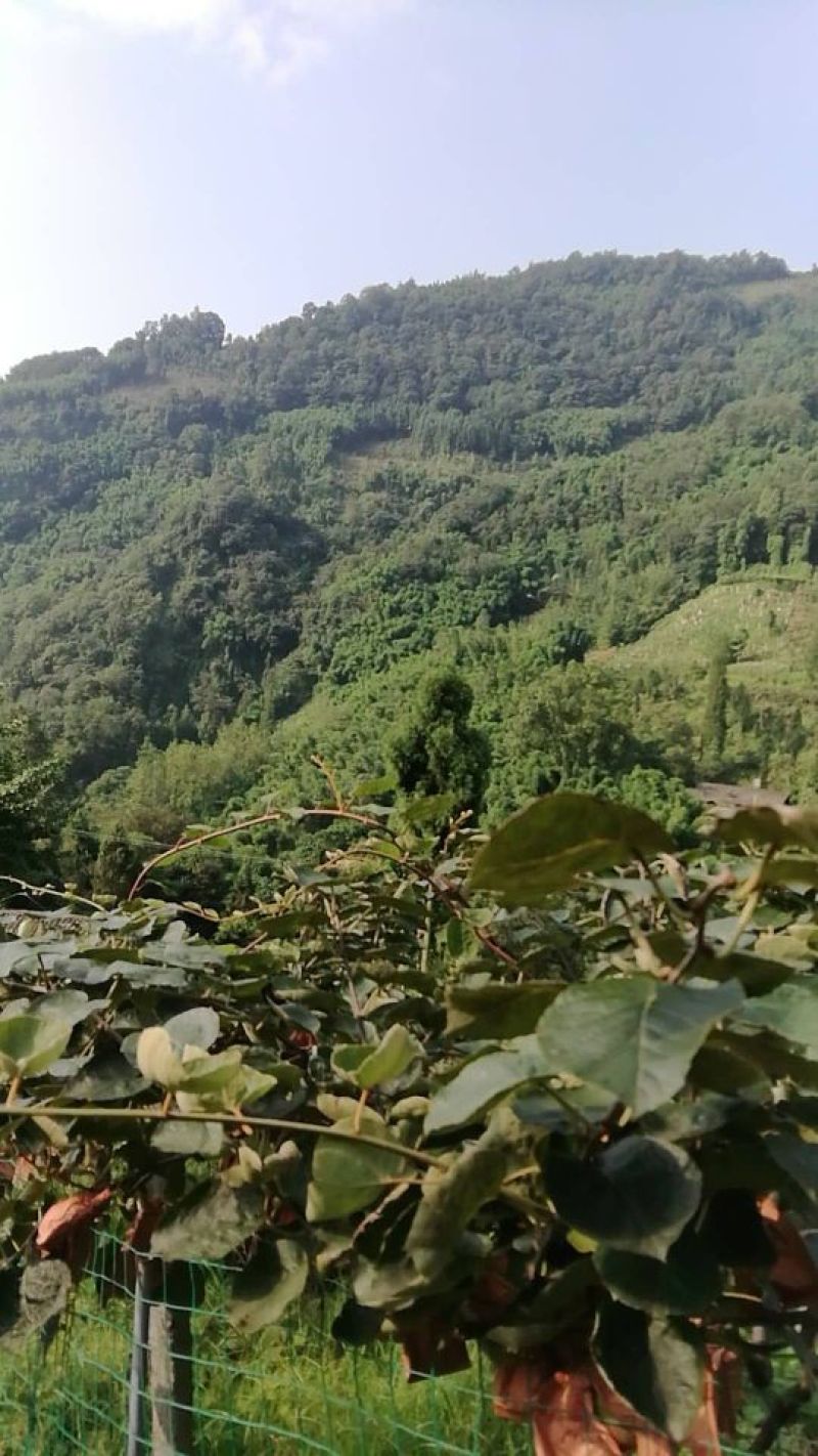 红心猕猴桃高山优质果