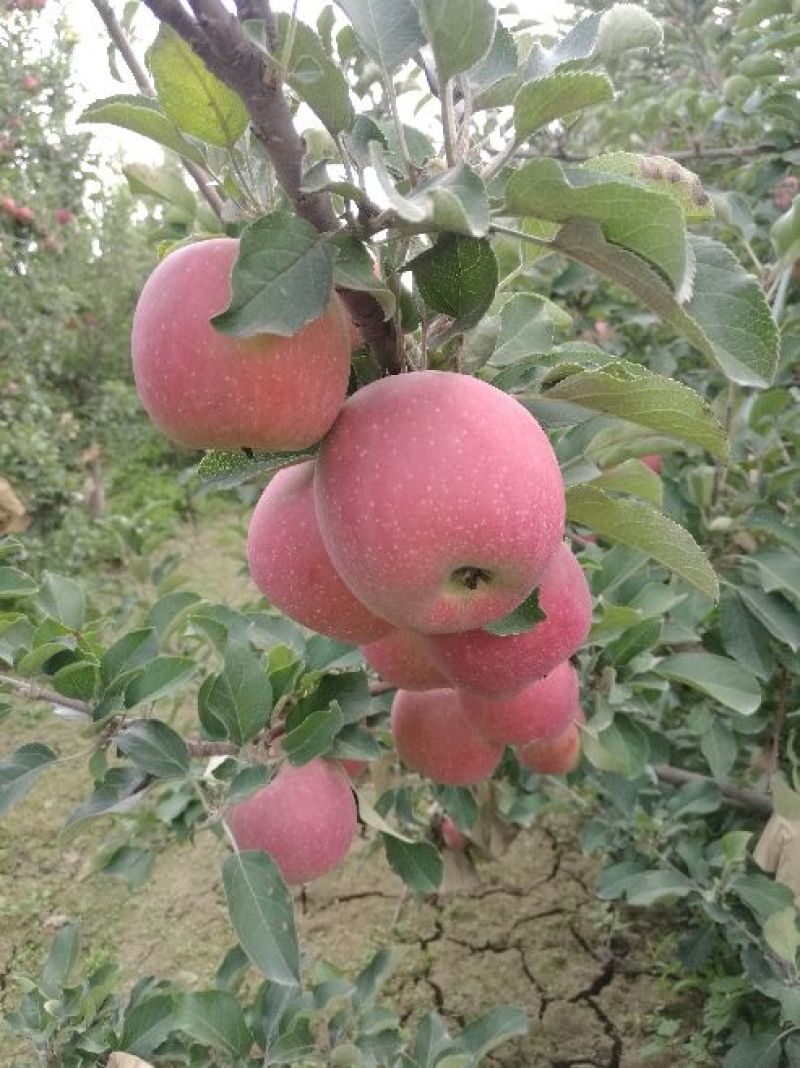 阿克苏冰糖心苹果/阿克苏苹果