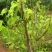 台湾长果桑长果桑苗