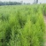 侧柏苗60-1米营养杯侧柏苗侧柏苗基地侧柏苗产地