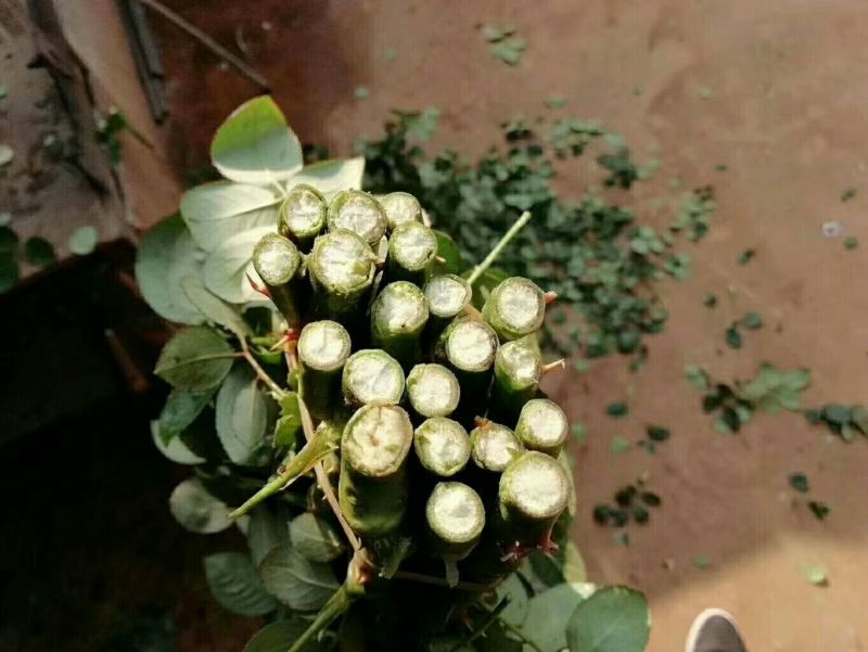 鲜切花玫瑰ab级别