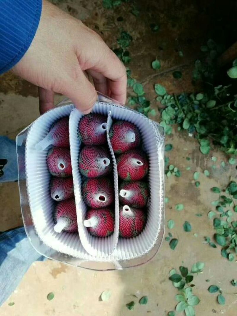 鲜切花玫瑰ab级别