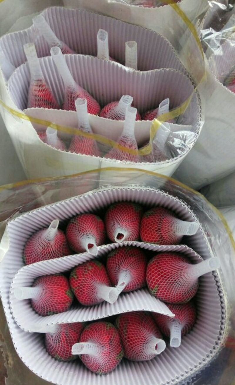 鲜切花玫瑰ab级别