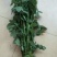 鲜切花玫瑰ab级别