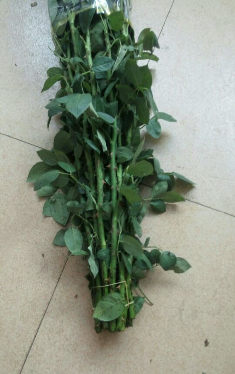 鲜切花玫瑰ab级别