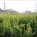 香水柠檬树苗50~80cm