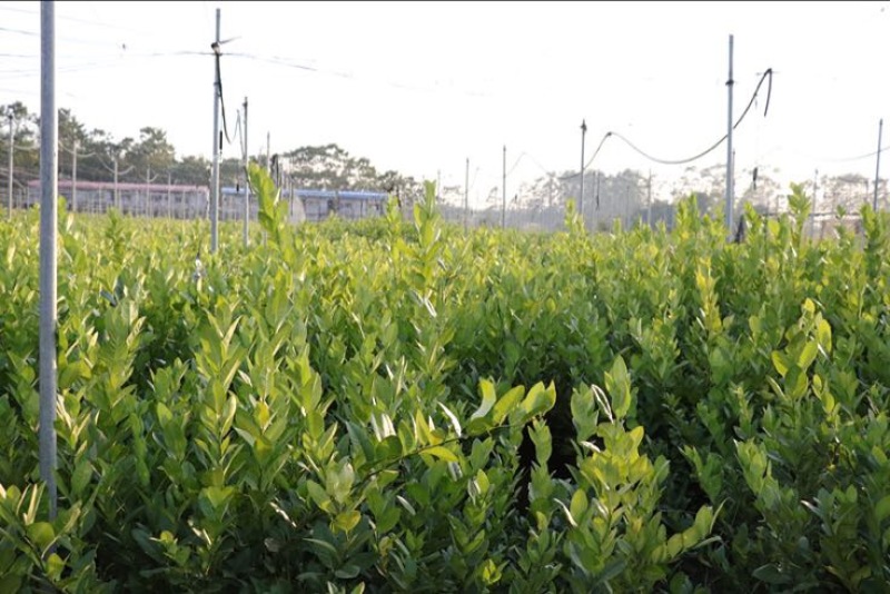 香水柠檬树苗50~80cm
