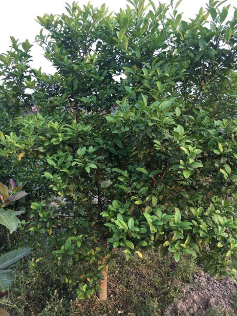 香水柠檬树苗50~80cm