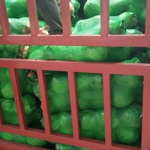 铁头圆白菜，品质优良，价格公正