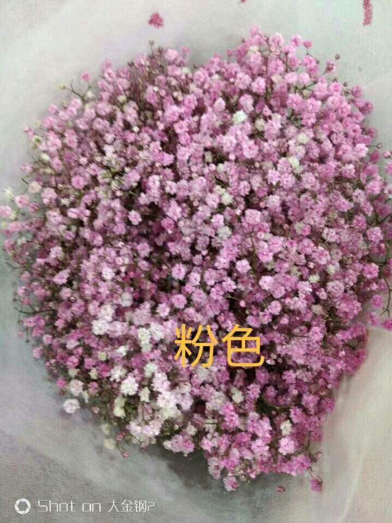 满天星大量供应