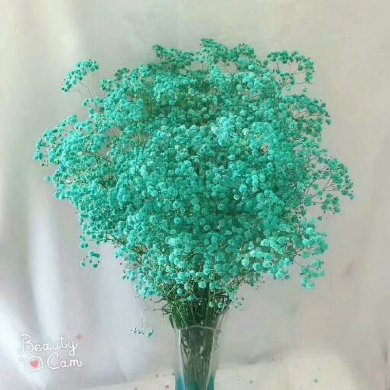 满天星大量供应