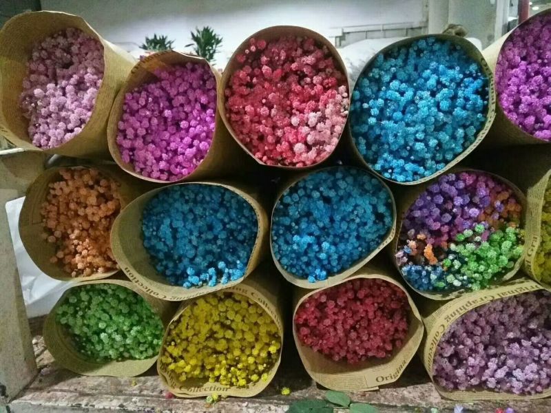 满天星大量供应