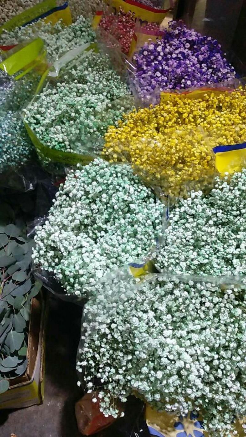 满天星大量供应