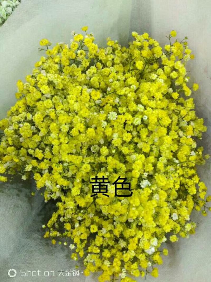满天星大量供应