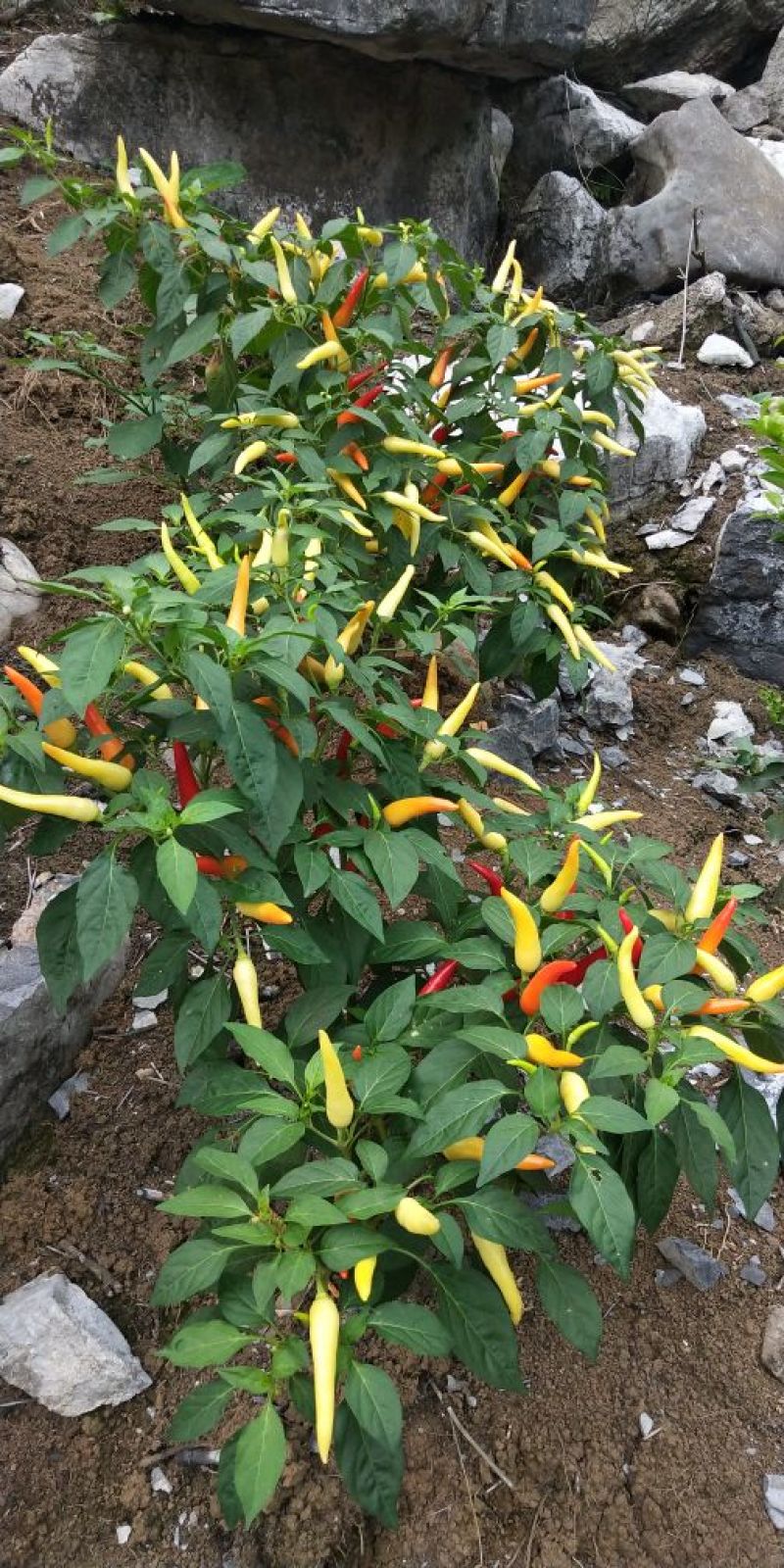 精品辣椒，朝天椒，白米椒，白泡椒，七彩椒大量上市。