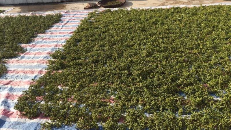 高含量吴茱萸江西广西中花统