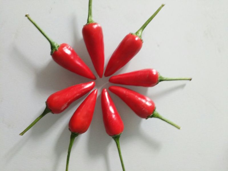 精品草莓椒