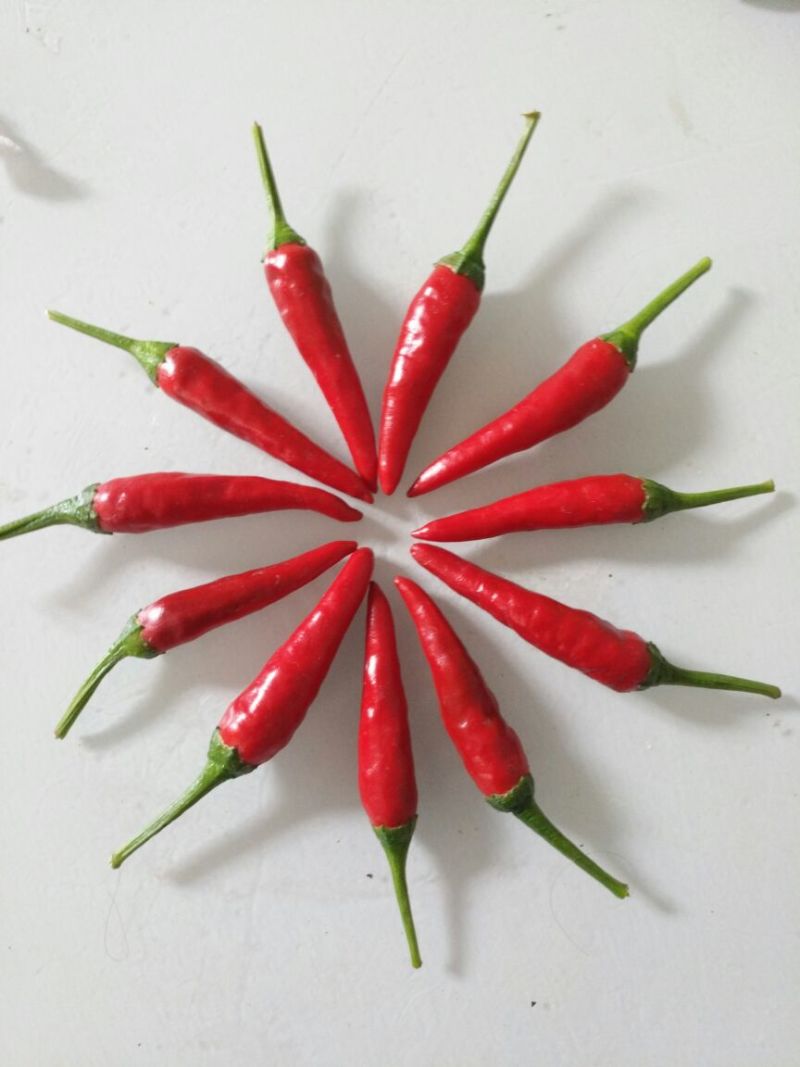 精品草莓椒