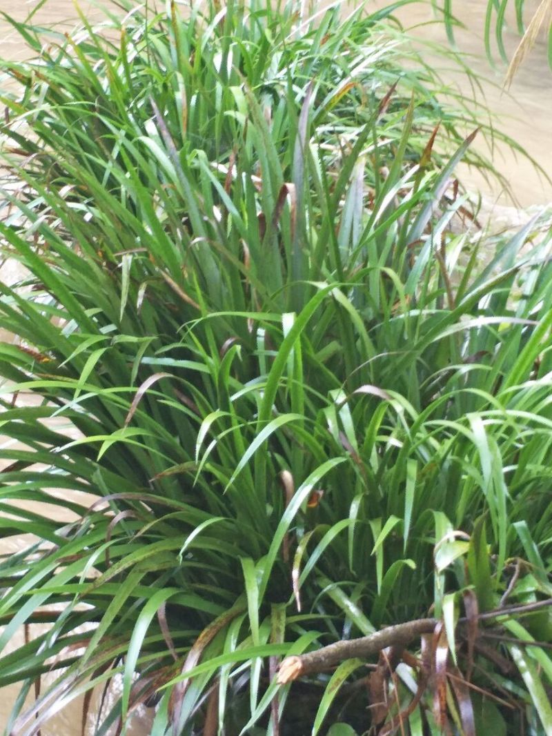 石菖蒲