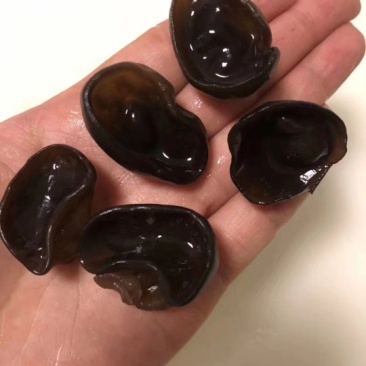 批发东北黑木耳小碗木耳