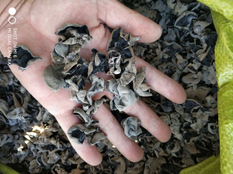 批发东北黑木耳小碗木耳