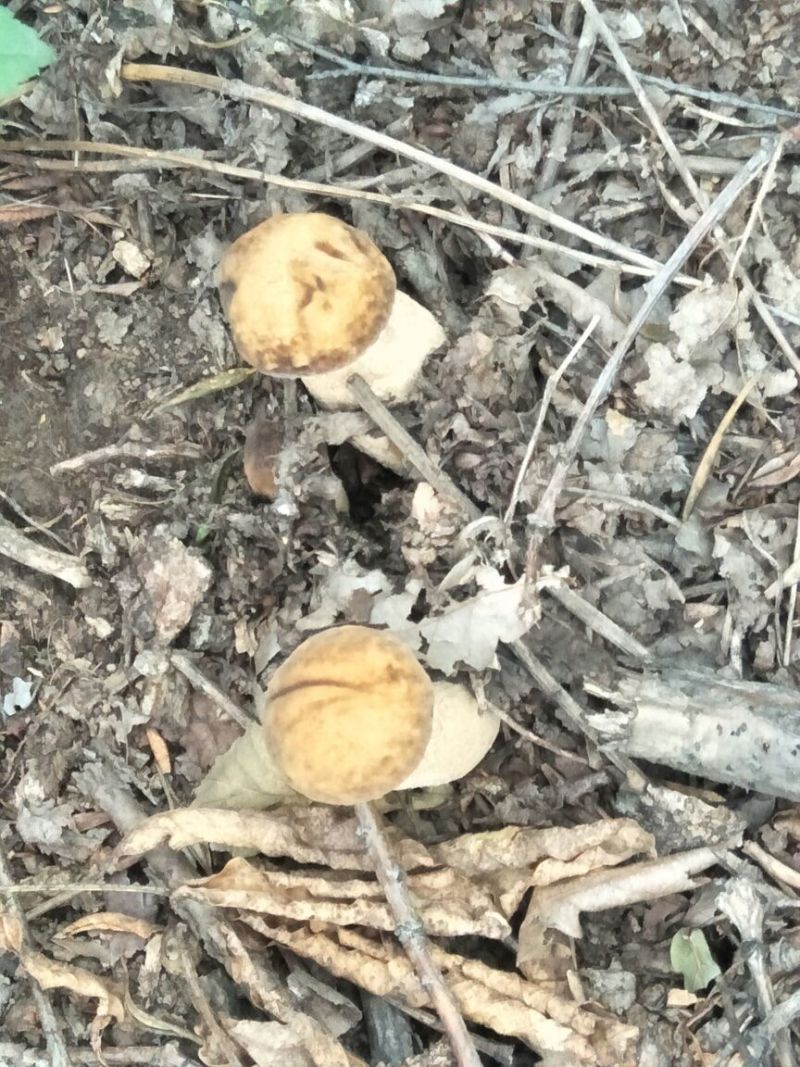 美味牛肝菌粗柄羊肚菌一级