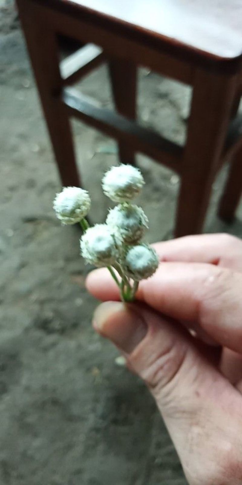 谷精草，又名珍珠草，30到50公分长，高山农田