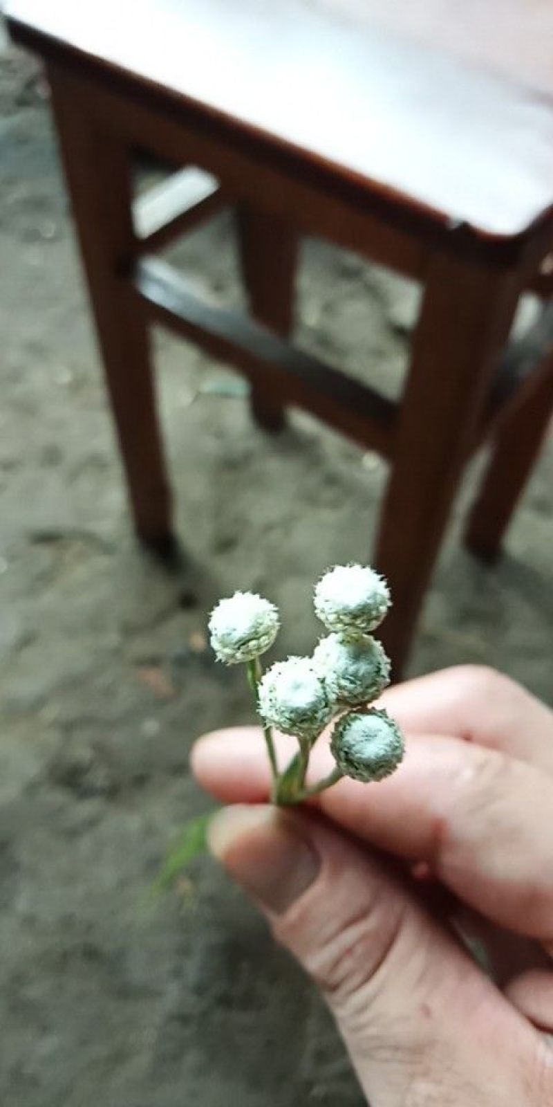 谷精草，又名珍珠草，30到50公分长，高山农田