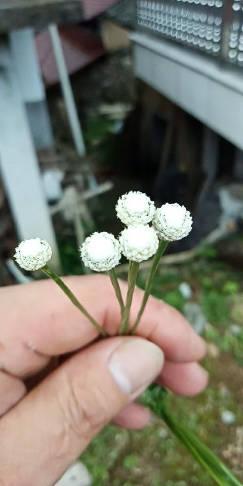 谷精草，又名珍珠草，30到50公分长，高山农田