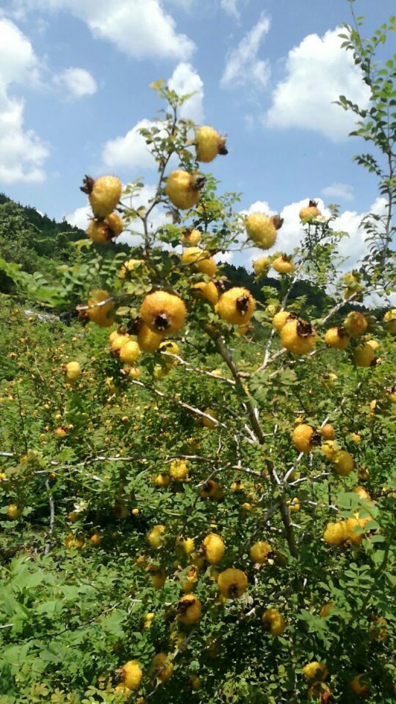 量大从优
