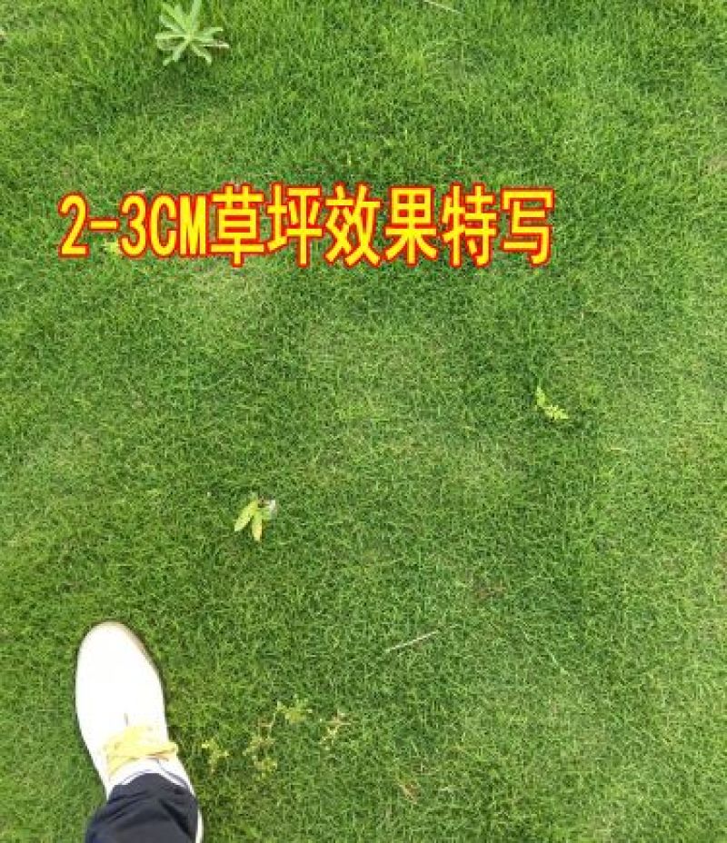 草坪种子草籽四季常青庭院绿化护坡固土马尼拉草皮狗牙根黑麦