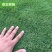 草坪种子草籽四季常青庭院绿化护坡固土马尼拉草皮狗牙根黑麦