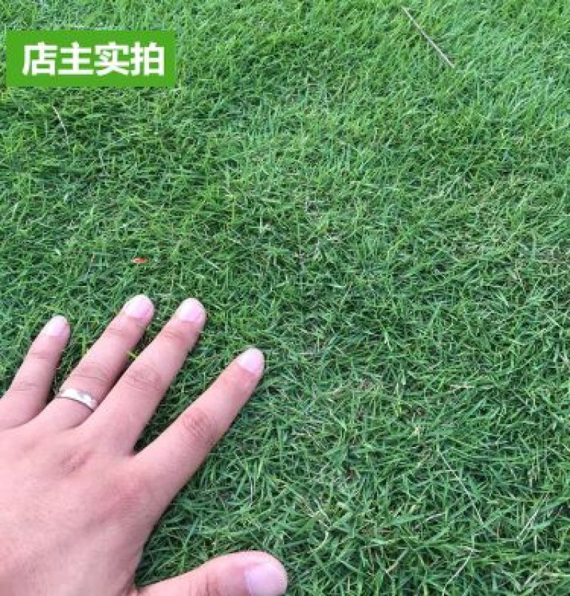 草坪种子草籽四季常青庭院绿化护坡固土马尼拉草皮狗牙根黑麦